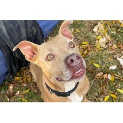 Photo of ACE