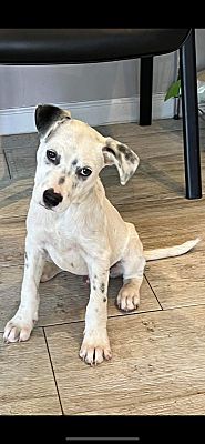 Southbury, CT - Dalmatian/Boxer. Meet Finn ~ meet me! a Pet for ...