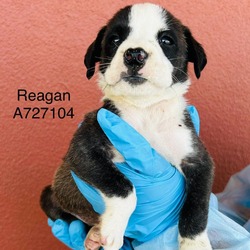 Thumbnail photo of Reagan #2