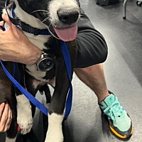 adopt a pet