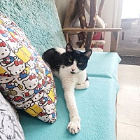 adopt a pet