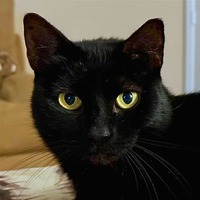 adopt-pet
