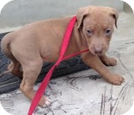 doberman pitbull puppies