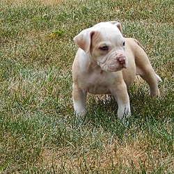 Photo of Alapaha Blue Blood Bulldog pup