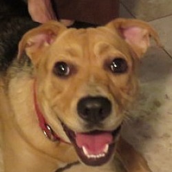 Thumbnail photo of Smiling Annie ~ Family Dog! #4