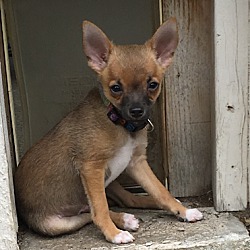 Thumbnail photo of Delta - Puppy #2