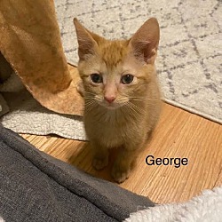 Thumbnail photo of George #2