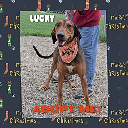 Thumbnail photo of Lucky #3
