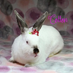 Thumbnail photo of Cotton #1