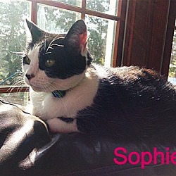 Thumbnail photo of Sophie - Adopted 11.14.15 #2