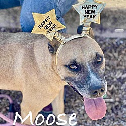 Thumbnail photo of Moose #2