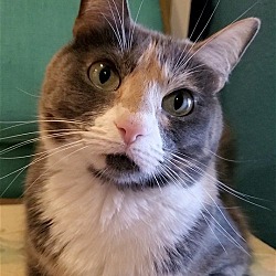 Thumbnail photo of Dumpling - Offered by Owner - Adult Calico #1