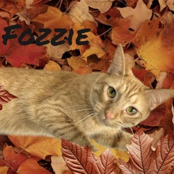Thumbnail photo of Fozzie #1