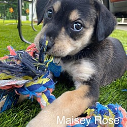 Photo of Maisey Rose