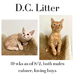 Thumbnail photo of DC Litter #1