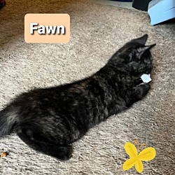 Thumbnail photo of Fawn #1