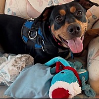 adopt a pet