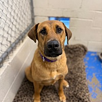 adopt a pet