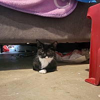 adopt a pet