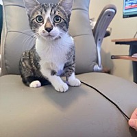 adopt a pet