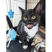 adopt-pet