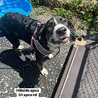 adopt a pet