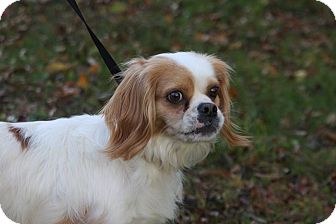 japanese chin king charles mix