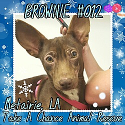 Thumbnail photo of Brownie #2