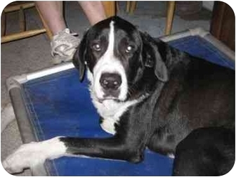 Ridgeville Sc Great Dane Meet Napoleon A Dog For Adoption Adopted