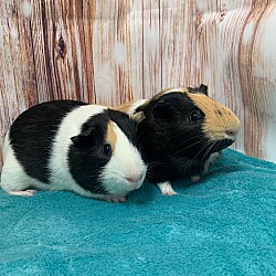 Photo of Chip & S'mores