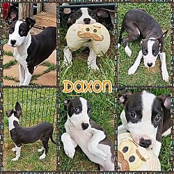 Photo of Daxon