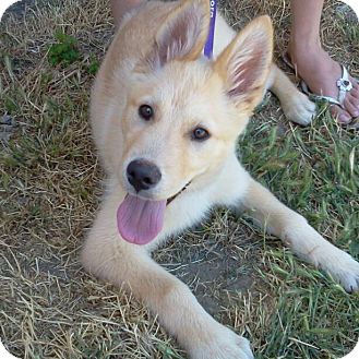 akita husky mix puppies for sale