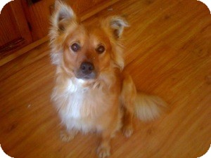 Tracy Ca Pomeranian Meet Graham Adopted A Pet For Adoption
