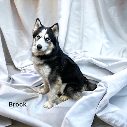 Thumbnail photo of Brock #3