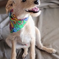 adopt a pet