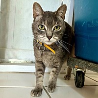 adopt a pet