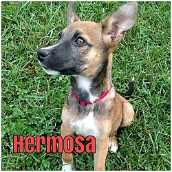 Thumbnail photo of Hermosa #1