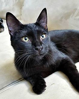 Adopt A Pet Petsmart Charities