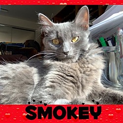 Thumbnail photo of Smokey #1