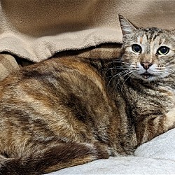 Photo of Lita cat