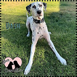 Photo of Dash