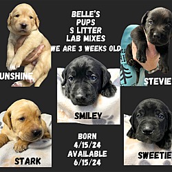 Photo of THE S LITTER-BELLE'S PUPS