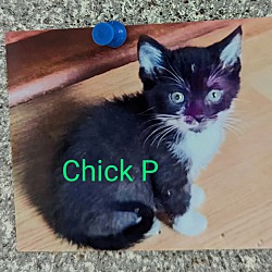 Photo of Chick P