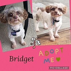 Thumbnail photo of BRIDGET #1