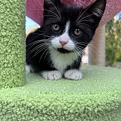 Thumbnail photo of Mix Bengal Kitten - Tuxedo #1