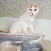 adopt a pet