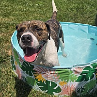 adopt a pet