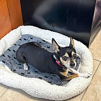adopt-pet