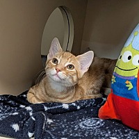 adopt a pet
