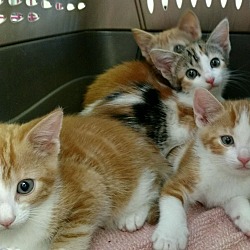 Thumbnail photo of Rainbow Kittens!!beautiful #4